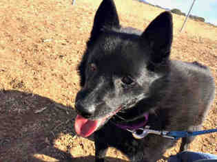 Schipperke Dogs for adoption in Santa Fe, NM, USA