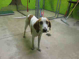 American Foxhound Dogs for adoption in Green Cove Springs, FL, USA