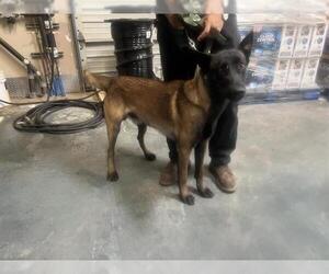 Mutt Dogs for adoption in HESPERIA, CA, USA