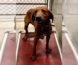 Redbone Coonhound Dogs for adoption in Brookeville, MD, USA
