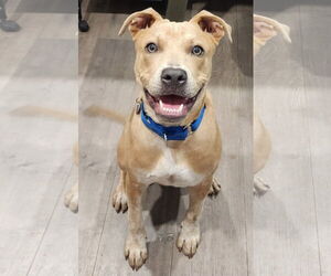 Boxer-Red Heeler Mix Dogs for adoption in Royal Palm Beach, FL, USA