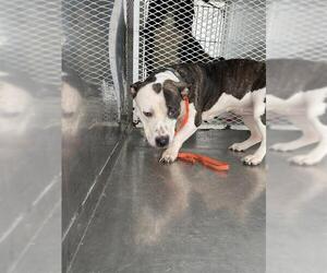 Mutt Dogs for adoption in Bakersfield, CA, USA