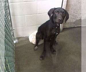 Medium Photo #1 Labrador Retriever-Unknown Mix Puppy For Sale in Downey, CA, USA