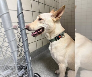 German Shepherd Dog-Unknown Mix Dogs for adoption in Pasadena, TX, USA