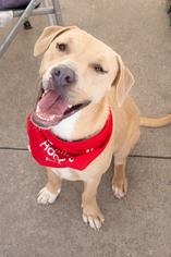 Labrador Retriever-Unknown Mix Dogs for adoption in Weatherford, TX, USA