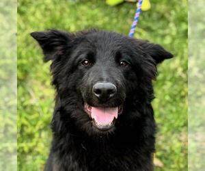 Mutt Dogs for adoption in Yardley, PA, USA