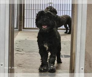 Poodle (Miniature)-Unknown Mix Dogs for adoption in Santa Cruz, CA, USA