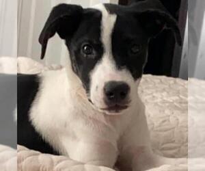 Border Collie Dogs for adoption in Von Ormy, TX, USA