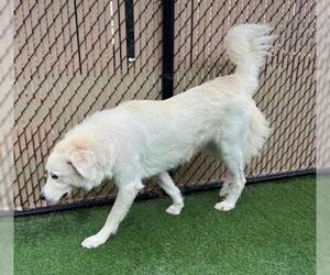 Great Pyrenees Dogs for adoption in Norco, CA, USA