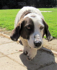 Medium Photo #1 Basset Hound-Unknown Mix Puppy For Sale in Lindsay, CA, USA