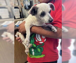 Chihuahua Dogs for adoption in Stockton, CA, USA