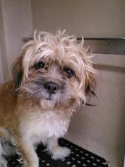Lhasa Apso Dogs for adoption in San Antonio, TX, USA
