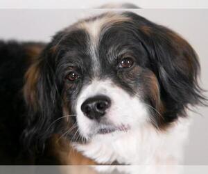 Cavalier King Charles Spaniel-English Springer Spaniel Mix Dogs for adoption in Princeton, MN, USA