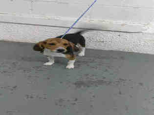 Beagle Dogs for adoption in Roslindale, MA, USA