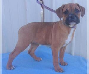 Bulldog Dogs for adoption in Mountain View, MO, USA