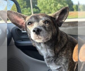 Chihuahua-Unknown Mix Dogs for adoption in Opelika, AL, USA