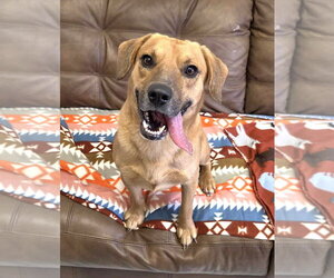 Labbe Dogs for adoption in Mt. Gilead, OH, USA