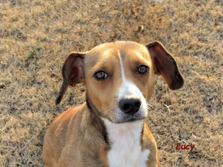 Beagle-Unknown Mix Dogs for adoption in Oklahoma City, OK, USA