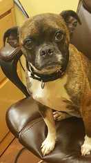 Boston Terrier Dogs for adoption in Accident, MD, USA