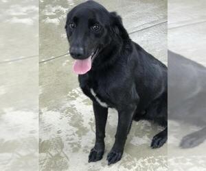 Labrador Retriever Dogs for adoption in Albany, GA, USA