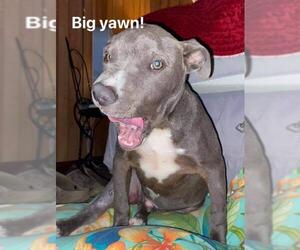 American Pit Bull Terrier-Unknown Mix Dogs for adoption in Ridgefield, CT, USA