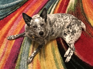 Medium Photo #1 Mutt Puppy For Sale in Santa Rosa, CA, USA