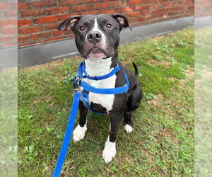 American Pit Bull Terrier Dogs for adoption in Boston, MA, USA