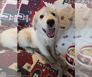 Great Pyrenees Dogs for adoption in Spring, TX, USA