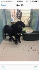 Medium Photo #1 Mastiff-Unknown Mix Puppy For Sale in Winchester, TN, USA