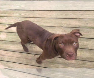 Mutt Dogs for adoption in Murfreesboro, NC, USA