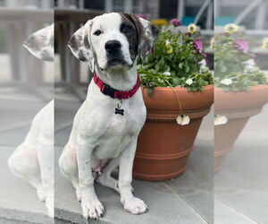 Catahoula Leopard Dog-Unknown Mix Dogs for adoption in Wakefield, RI, USA