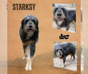 Australian Shepherd-Unknown Mix Dogs for adoption in Lindsay, CA, USA