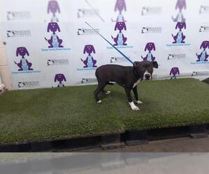 American Pit Bull Terrier Dogs for adoption in Orlando, FL, USA