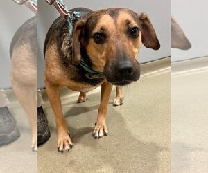 Beagle-Unknown Mix Dogs for adoption in Virginia Beach, VA, USA