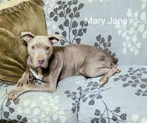 American Pit Bull Terrier Dogs for adoption in Calgary, Alberta, Canada