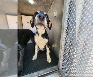 Labrador Retriever-Unknown Mix Dogs for adoption in San Antonio, TX, USA
