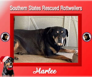 Rottweiler-Unknown Mix Dogs for adoption in White Hall, AR, USA