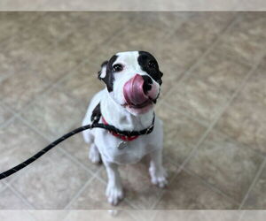 American Staffordshire Terrier-Unknown Mix Dogs for adoption in Raleigh, NC, USA