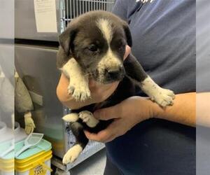 Border Collie-Unknown Mix Dogs for adoption in Visalia, CA, USA