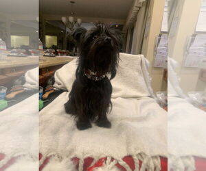Maltese Dogs for adoption in Santa Clarita, CA, USA