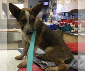 Mutt Dogs for adoption in Riverside, CA, USA