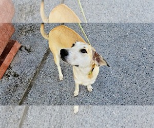 Anatolian Shepherd-Labrador Retriever Mix Dogs for adoption in Rockaway, NJ, USA