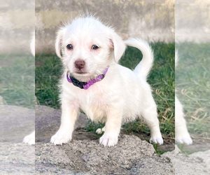 Chihuahua-Unknown Mix Dogs for adoption in Corona, CA, USA