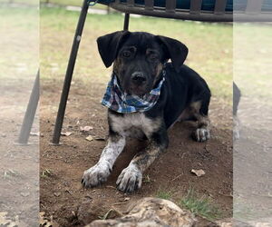 Sheprador Dogs for adoption in Phoenix, AZ, USA