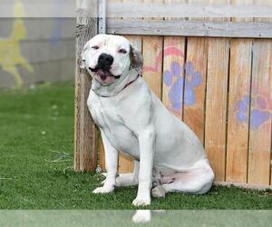 Medium Photo #1 Mutt Puppy For Sale in West Valley, UT, USA
