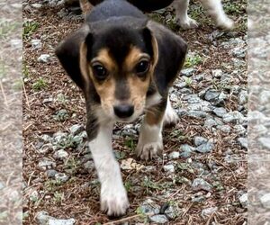Beagle-Unknown Mix Dogs for adoption in Spring Lake, NC, USA