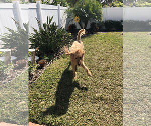Goldendoodle Dogs for adoption in Tampa, FL, USA