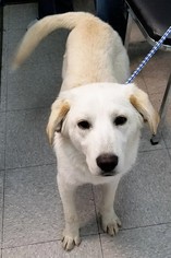 Labrador Retriever-Unknown Mix Dogs for adoption in Mukwonago, WI, USA
