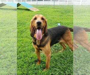 Bloodhound Dogs for adoption in Virginia Beach, VA, USA
