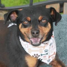 Chipin Dogs for adoption in Garfield Heights, OH, USA